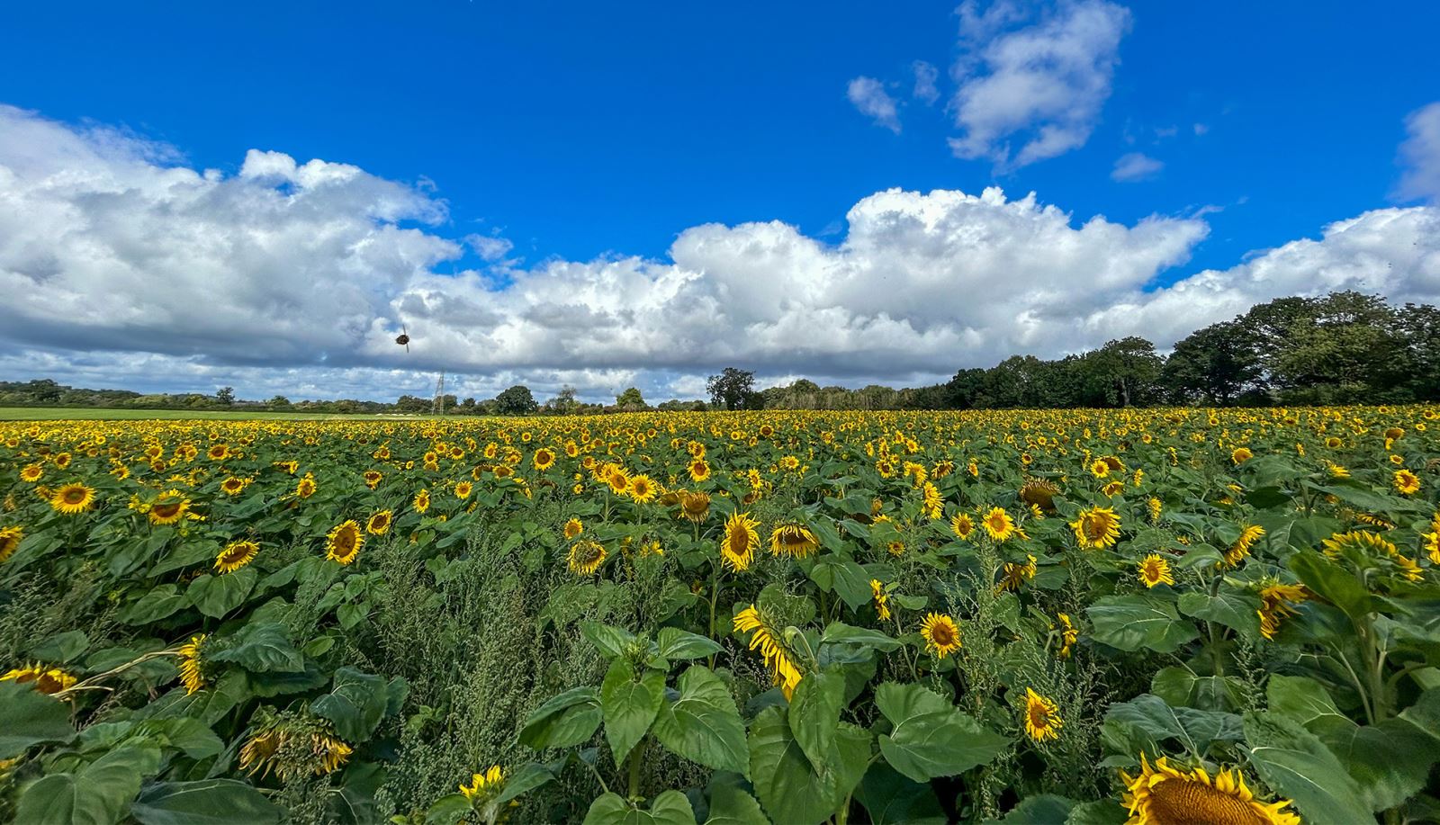 Silkstead Sunflowers